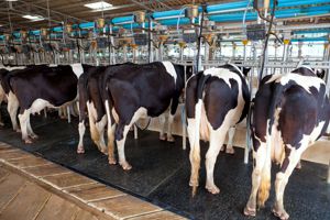 Dairy Farm Worker Canada Recruitment